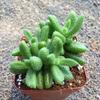 Lei Tong Multi-headed Succulent Plant - Beginner-Friendly Office Desktop Greenery with Radiation Protection