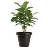 Flowerpot Srtia Riflo Mokka H40X46
