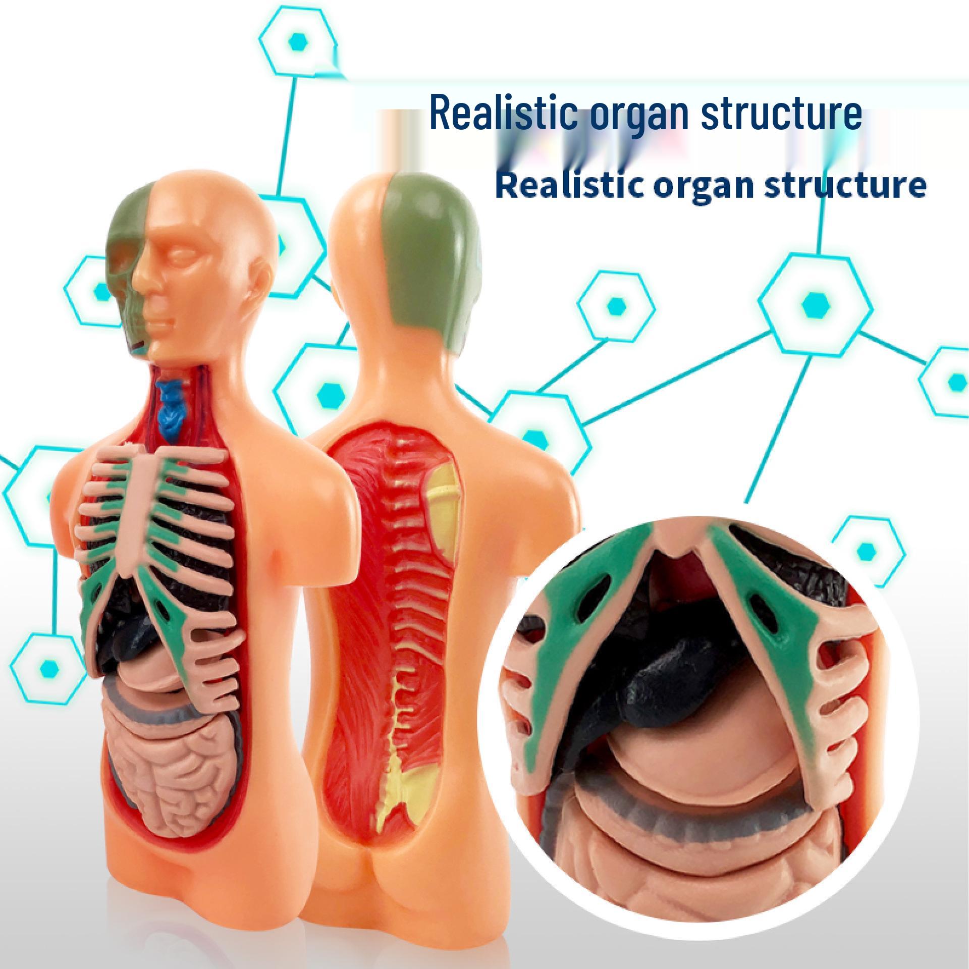 Educational Children s Human Skeleton Model Toy for Early Learning