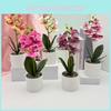 Potted Phalaenopsis Flower Plant For Wedding Home And Commercial Decoration