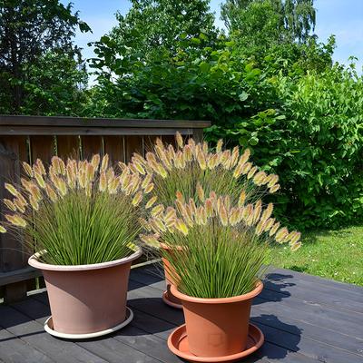 1/6 Mazzi Simulazione Piante da Terra Per Giardino Fiori Artificiali da Esterno Matrimonio Finto Fiore Coda di Cane Decorazione Cornice Finestra 2 Misure