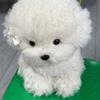Cute Bichon Dog Plush Toys Simulation Curly Dog Kawaii Real Life Plush Stuffed Dolls Girl Kids Birthday Xmas Gift