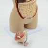 Human Organ Anatomy Model - DIY Torso Kit for Children's Science Learning