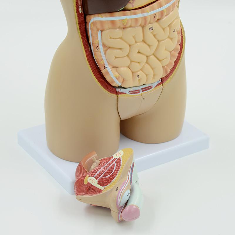 Human Organ Anatomy Model - DIY Torso Kit for Children's Science Learning