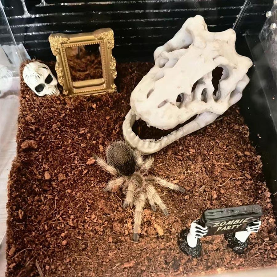 1 Set Resin Dinosaur Fossil Simulation Mini Dinosaur Ornaments Decorative Props Crafts Arts Artificial Decor for Fish Tank Aquarium