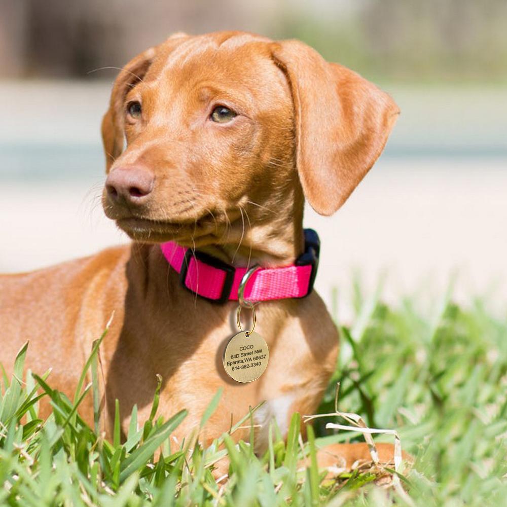 Custom Gold Dog ID Tag Engraved Small Medium Large Pet Nameplate Stainless Steel Personalized Fashion Dog Tag Anti-lost