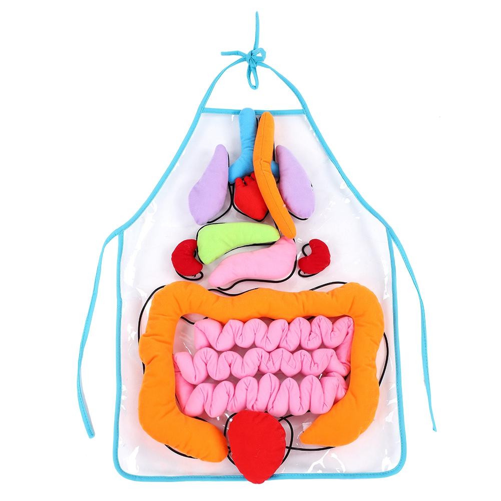 Kids Viscera Teaching Utensil Children Educational Development Organ Apron Toy