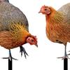 Decorative Hen Garden Stake Animal Statue Stakes Gifts Patio Realistic Yard Art