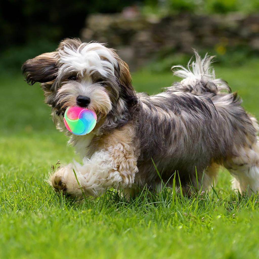 best flashing dog ball