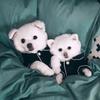 Soft Pet Pajamas Breathable Dog Pajamas Lightweight Cat Pajamas