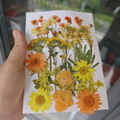 Dried Flower Embossing Material Package, Face Decoration, Eye Corner Photo, Petal Diy Glue Frame, Plant Specimen