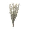 Tokyodo Dried Flower Hahakogusa Approx. L45.1cm 1 Bunch 30g DN000027-zzz