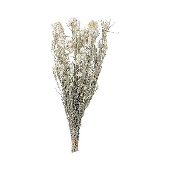 Tokyodo Dried Flower Hahakogusa Approx. L45.1cm 1 Bunch 30g DN000027-zzz