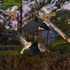 Wrought Iron Bird Feeder, Bird,proof Feeding Hanging Outdoor Decoration For Gardens