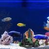 Realistics Rock Formation Aquariums Rock  Simulation Stone Fishes Tanks Decoration for Small Fishe Play and Hide