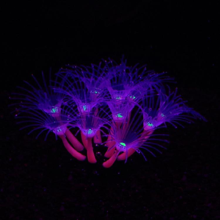 Corallo Morbido Decorazione Habitat Corallo Arte Marina Artigianato - Tema Spiaggia Decorazione Oceano