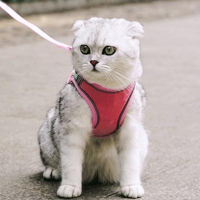 Gatos – Colares e correias para gatos