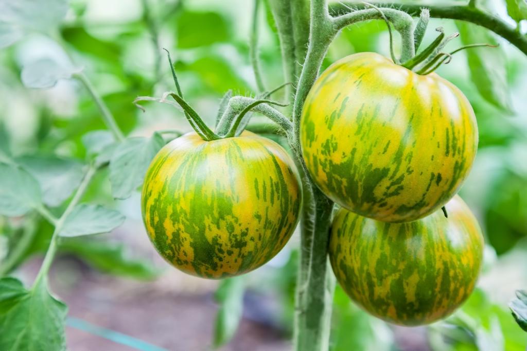 SAFLAX Organic - Tomato - Green Zebra - 10 Seeds - Solanum Lycopersicum