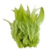 100PCS Stylish Plumage Trims For Enthusiasts Addition To Accessories And Festival Decoration