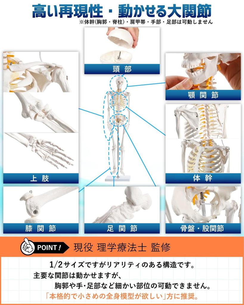 KIYOMARU Realistic and Reproducible Size Full Body Skeleton Human Body Bone Supervised by a Physical Approximately Skeletal Skeleton Movable Large