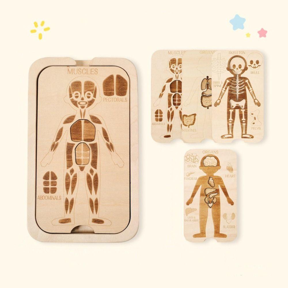 Organ Model Montessori Jigsaw Puzzle Human Structure Human Structure Toy  Science Learning