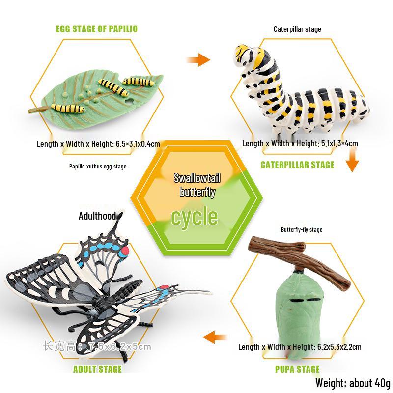 Animal Growth Cycle Models: Chicken, Duck, Goose, Butterfly, Turtle, Frog Montessori Teaching Figurines
