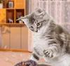 Remote Control Electric Sparrow Cat Toy - Interactive Self-Play Wings Simulator for Cats