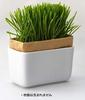 HARIO Cat Grass Cultivation Kit Nyan Veggie Refills (2 Packs X 3)