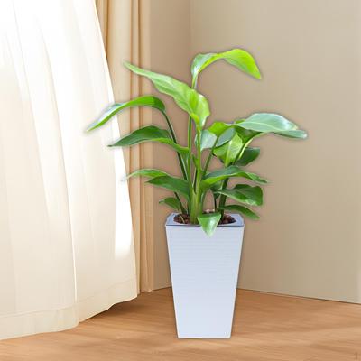 Plant Pot Self Watering Flower 10.7inch Tall Lightweight Multifunctional for Orchids Accessories