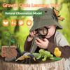 Toys Model Educational Simulated Animal Card Set Insect Plant Growth Cycle Cognitive Montessori Parish Home Open Learning Kids