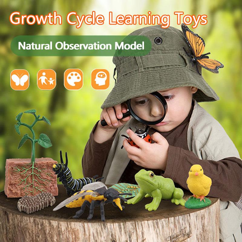 Toys Model Educational Simulated Animal Card Set Insect Plant Growth Cycle Cognitive Montessori Parish Home Open Learning Kids