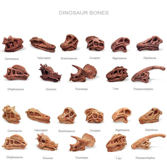 11Pcs/Set Dinosaur Fossil Model High Simulation Hand-painted Vivid Carnotaurus Dinosaur Skull Fossil Figurine for Kids