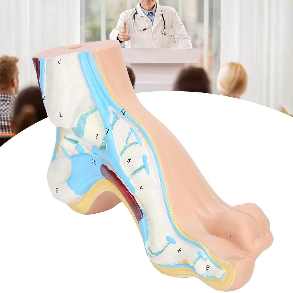 Human Foot Model for Teaching Adults Anatomy Model Research Muscle Display Explain Accessories(Arch Foot)