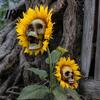 Fun Halloween Garden Accessory Sunflower Skull Ornament, Theme Decor, Potted Outdoor Spooky Planter Plant Waterproof Decoration, for Lawn