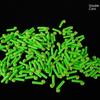 50PCS High Toughness Drift Float Green Fishing Hooks Supplies Fishing Float Seat  High Transparency