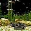 Fish Shelter Ornament Decaying Trunk Aquarium Hide, Decorative Betta Hideout, with Multiple Holes Realistic Tank Hideout And Caves, Resin Log Cave for