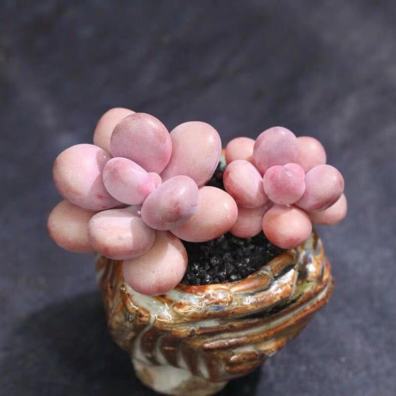 Peach Egg Multi-headed Succulent Plant with Old Trunk (Pot Not Included) – Ideal Indoor Greenery