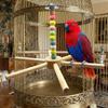 Large Size Rotating Bird Perch Toy Wood Hanging Bird Stand  for Parrots Lovebirds