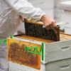 Yousheng 2 Stück Bienenstockrahmenhalter Bienenstockrahmenhalter Stützen Mehrere Bienenrahmen Bienenstockrahmen Sitzstange Einfache Inspektion Ernte für die Imkerei