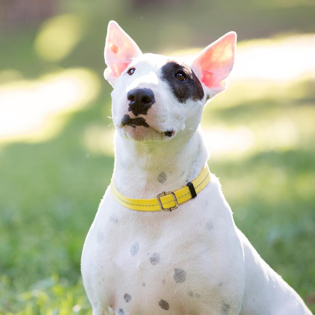 25 Adet Metal Kaydırmalı Toka 1 Metal Çinko Alaşım Ayarlanabilir Tokalar Sırt Çantası ve Çanta Kayışları İçin Düz Kaydırmalı Kayış Tokaları Beyaz [uxcell] 1/4"