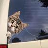 Funny Cat Peeking Window Wall Sticker Bathroom Toilet Decor Living Room Cabinet Refrigerator Home Decoration Decal Stickers S636