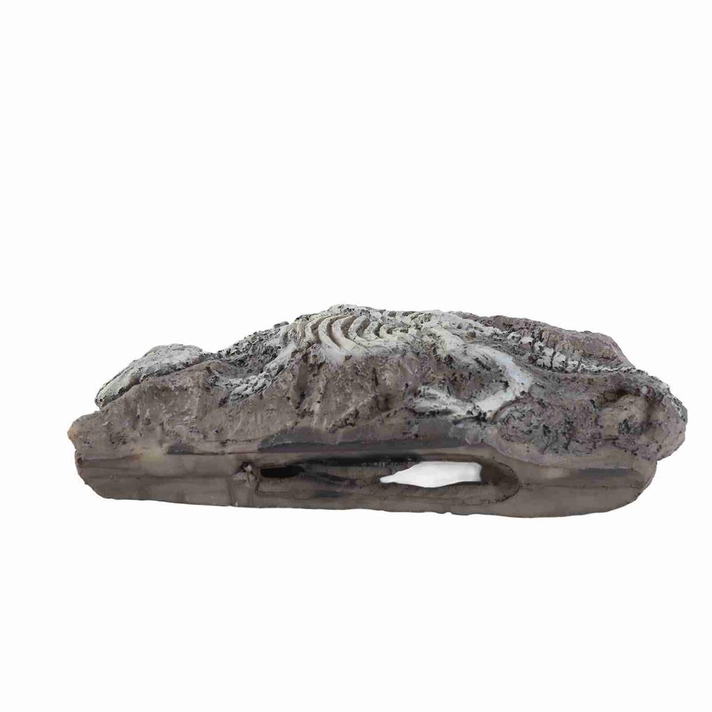 Aquarium Dinosaur Reliquiae Decoration Reptile Resin Dinosaur Reliquiae Rock Hideout for Fish Tank