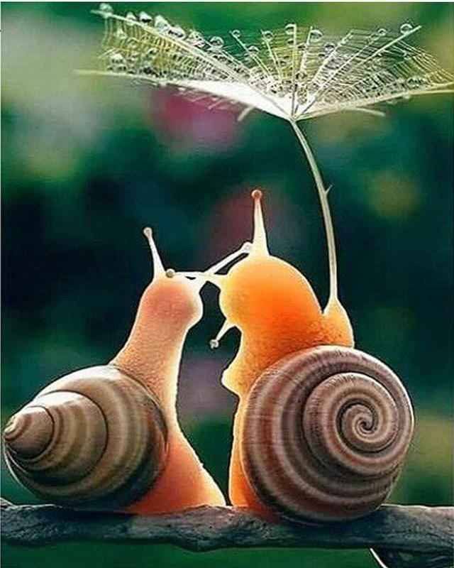 5d Diamond Painting Flower Tree Landscape Spring Diamond Embroidery Sale Rabbit Cartoon Pictures of Rhinestones Mosaic Handmade Gift