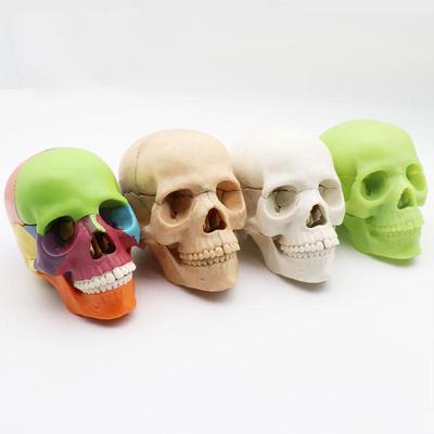 Medical 15-Part Detachable 1:2 Human Color Skull Model for Teaching
