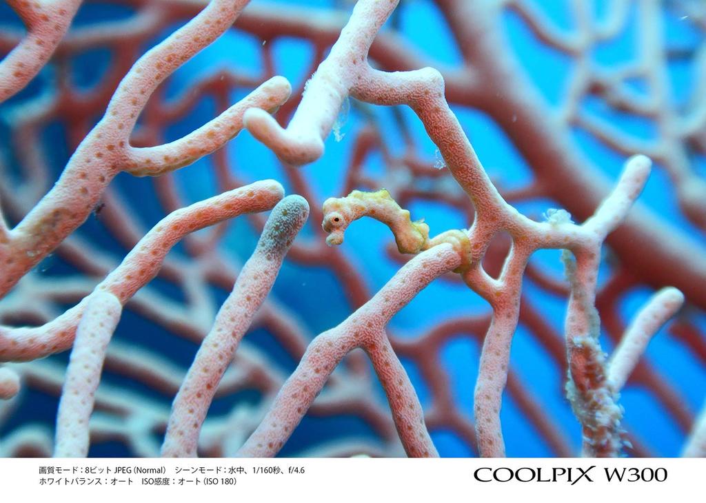 Nikon Digital Camera COOLPIX W300 OR Coolpix Orange Waterproof