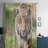 Nahaufnahme Kopfschuss eines Sumatra-Tigers, Panthera Tigris Sumatrae, transparente Tüllvorhänge für die Wohnzimmerdekoration, Voile-Organza-Vorhang