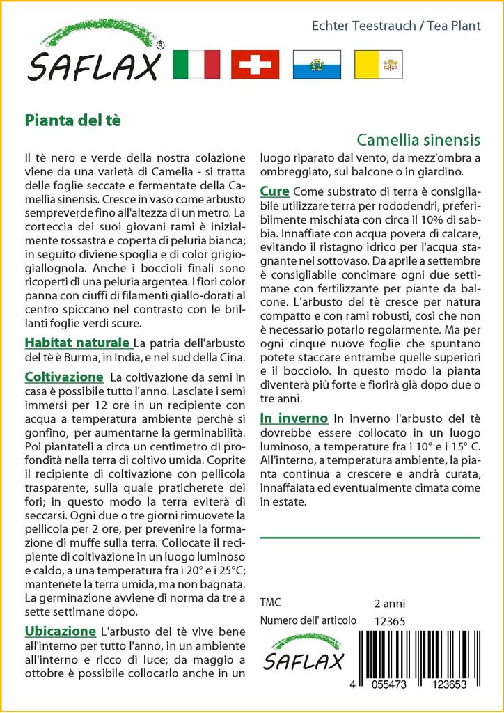 SAFLAX Čajovník - 6 semen - Se substrátem pro lepší pěstování - Camellia sinensis