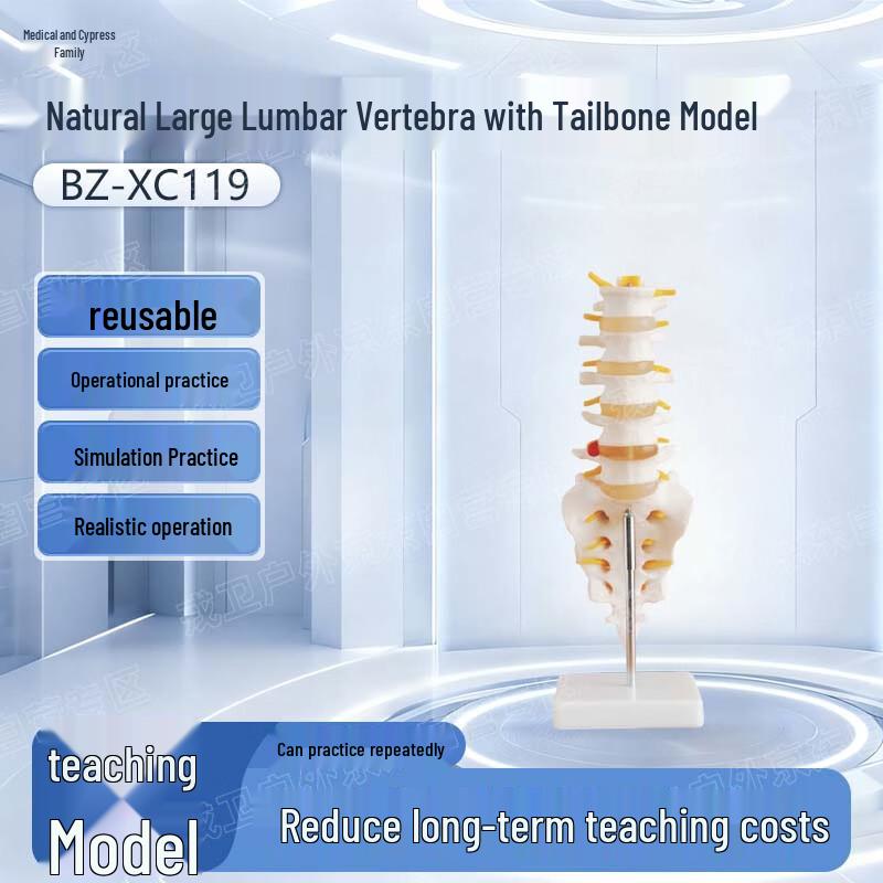 Human Lumbar Vertebra with Sacrum Model