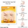 Cross-border Simulation Animal Suction Toy: Butterfly, Rooster, Ant, Frog, Sea Turtle, Mosquito Growth Cycle Models