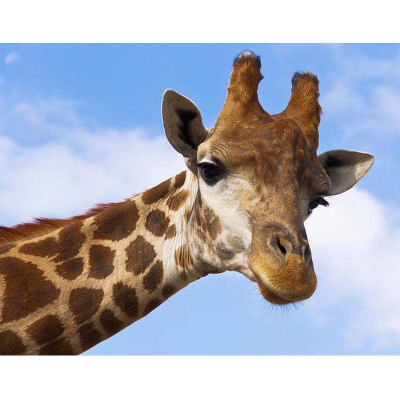 DIY 5D Diamond Painting Cross Stitch Kits Full Round Resin Rhinestone Mosaic Daimond Embroidery Animals Giraffe Home Decoration